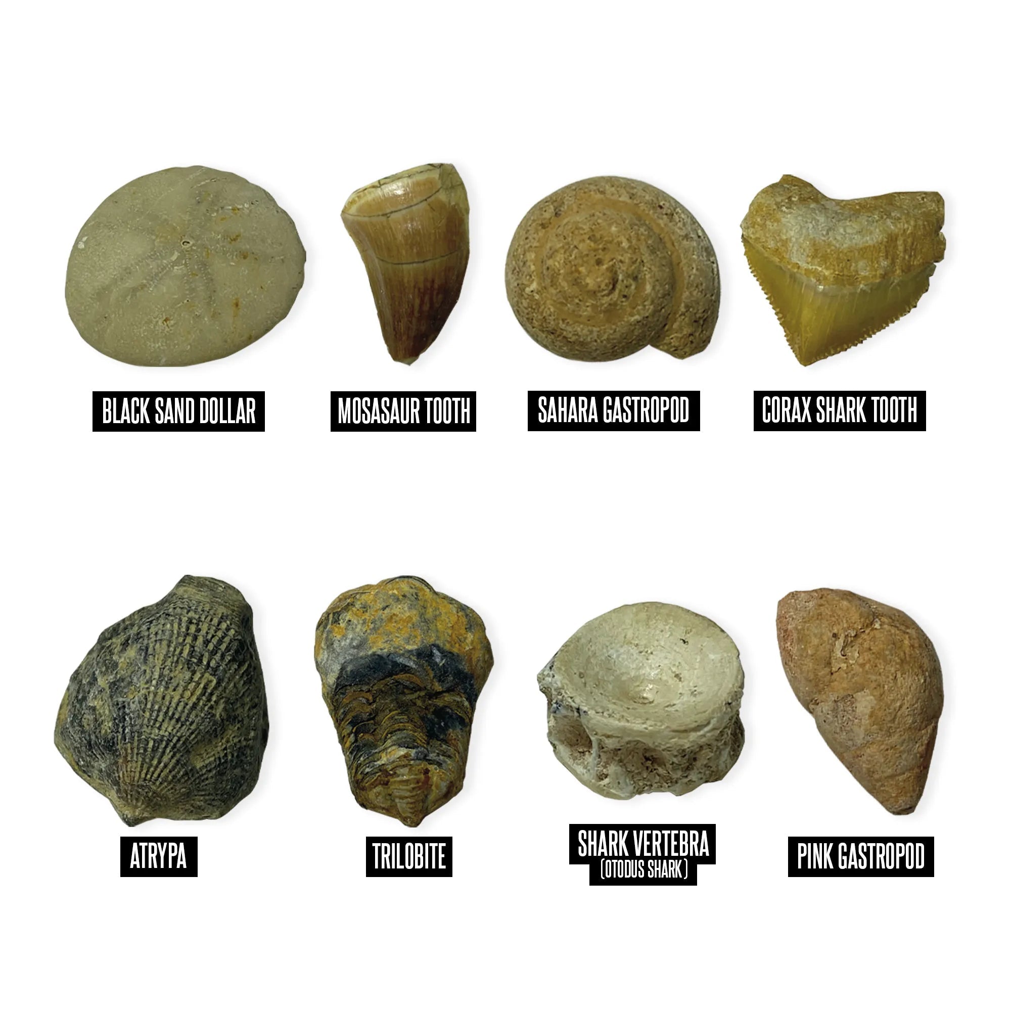Educational Insights GeoSafari® Fossil Excavation Kit - Image 3